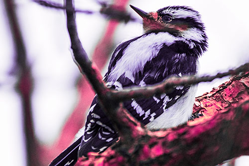 Downy Woodpecker Twists Head Backwards Atop Branch (Pink Tint Photo)