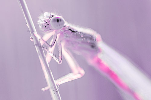 Dragonfly Clamping Onto Grass Blade (Pink Tint Photo)