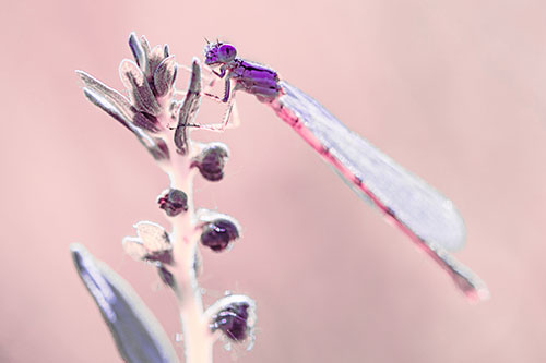 Dragonfly Clings Ahold Plant Top (Pink Tint Photo)