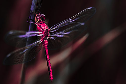 Dragonfly Grabs Ahold Grass Blade (Pink Tint Photo)