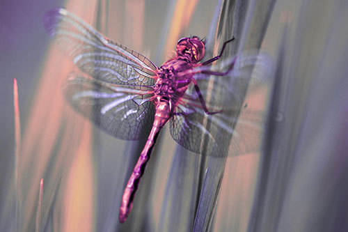 Dragonfly Grabs Grass Blade Batch (Pink Tint Photo)