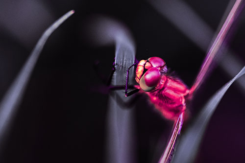 Dragonfly Hugging Grass Blade Tightly (Pink Tint Photo)
