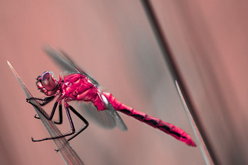 Dragonfly Perched Atop Sloping Grass Blade (Pink Tint Photo)