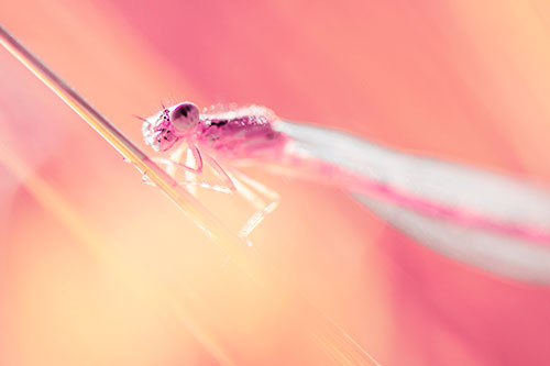 Dragonfly Rides Grass Blade Among Sunlight (Pink Tint Photo)