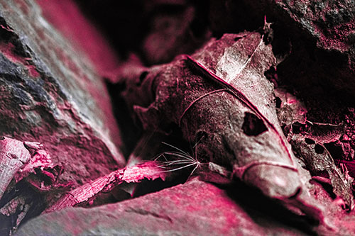 Dry Frowning Leaf Face Resting Between Rocks (Pink Tint)