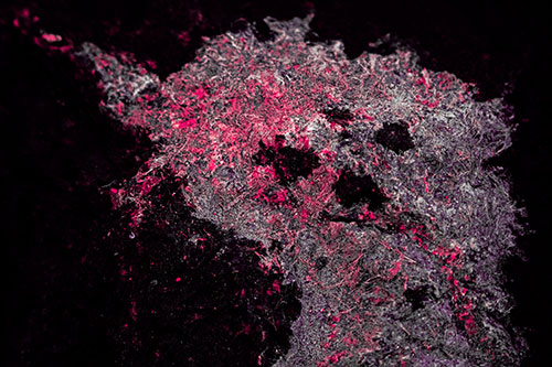 Dry Smirking Moss Face Among Damp Rock Surface (Pink Tint)