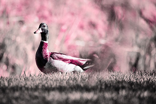 Duck On The Grassy Horizon (Pink Tint Photo)
