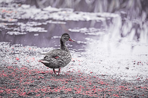 Duck Walking Through Algae For A Lake Swim (Pink Tint Photo)