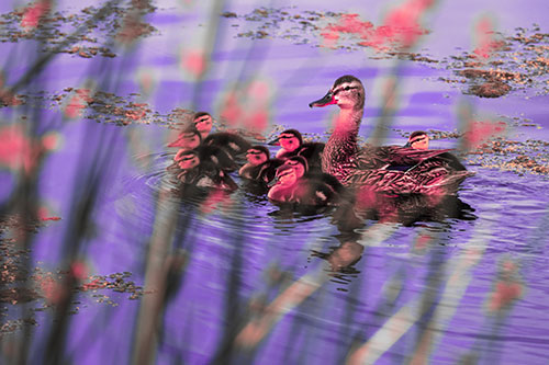 Ducklings Surround Mother Mallard (Pink Tint Photo)