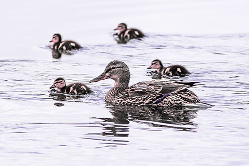 Ducklings Swim Along Mother Mallard Duck (Pink Tint)