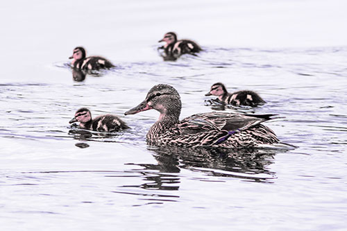 Ducklings Swim Along Mother Mallard Duck (Pink Tint Photo)