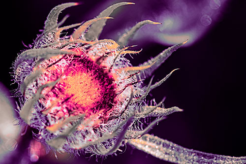 Dying Sunflower Curling Up (Pink Tint Photo)