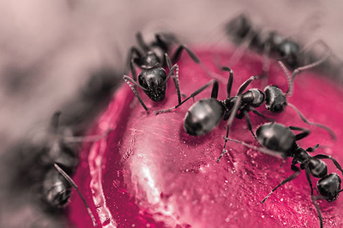 Excited Carpenter Ants Feasting Among Sugary Food Source (Pink Tint Photo)