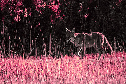 Exhausted Coyote Strolling Along Sidewalk (Pink Tint Photo)