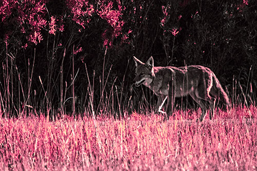 Exhausted Coyote Strolling Along Sidewalk (Pink Tint)