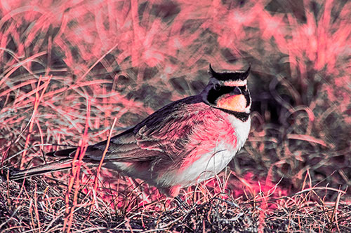 Eye Contact With A Horned Lark (Pink Tint Photo)