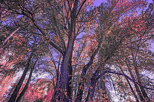 Fall Changing Autumn Tree Canopy Color (Pink Tint Photo)