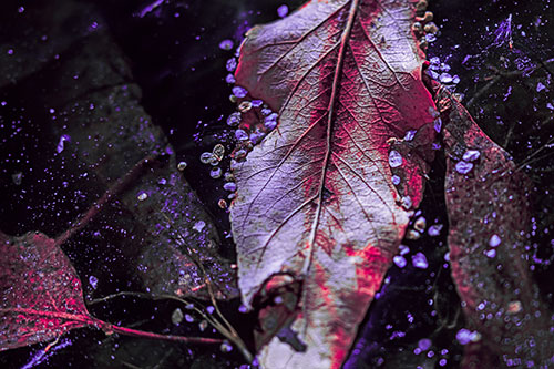 Fallen Autumn Leaf Face Rests Atop Ice (Pink Tint Photo)
