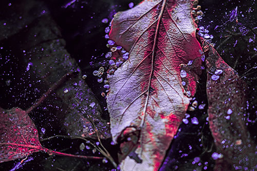 Fallen Autumn Leaf Face Rests Atop Ice (Pink Tint)