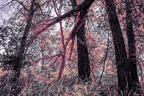 Fallen Forest Tree Trunks Among Sunlight (Pink Tint Photo)