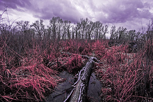 Fallen Snow Covered Tree Log Among Reed Grass (Pink Tint)