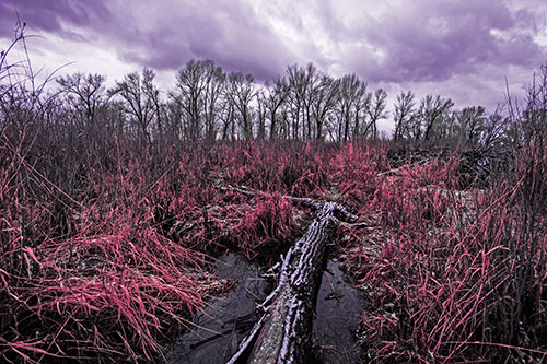 Fallen Snow Covered Tree Log Among Reed Grass (Pink Tint Photo)