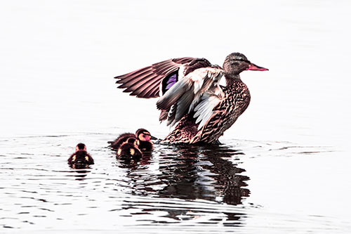 Family Of Ducks Enjoying Lake Swim (Pink Tint Photo)