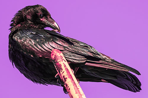 Feather Cleaning Raven Perched Atop Rusted Rail (Pink Tint)