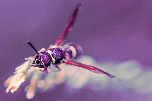 Feisty Wasp Gazes Upwards Among Plant Top (Pink Tint)