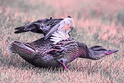 Female Mallard Duck Stretching Among Cut Grass (Pink Tint)
