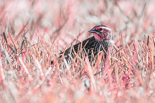 Female Red Winged Blackbird Taking Gander Among Grass (Pink Tint)