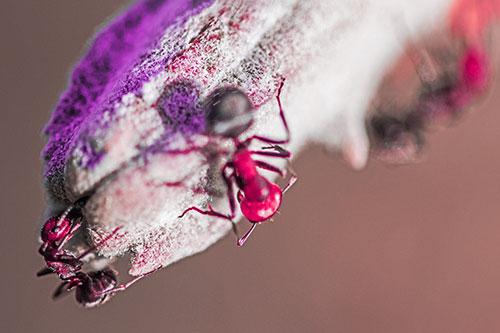 Fire Ants Crawling Among Milkweed Pod (Pink Tint)