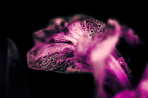 Fish Faced Dew Covered Iris Flower Petal (Pink Tint Photo)