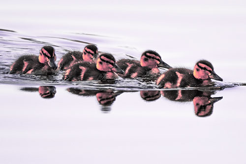 Five Baby Mallard Ducklings Swimming Across Lake Water (Pink Tint)