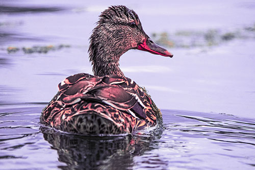 Floating Female Mallard Duck Glancing Sideways (Pink Tint Photo)