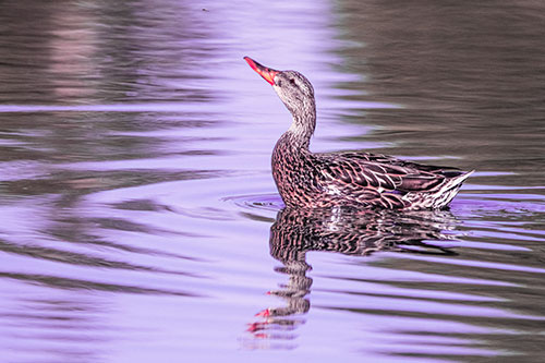 Floating Mallard Duck Watches Dragonfly Buzzing Above (Pink Tint)