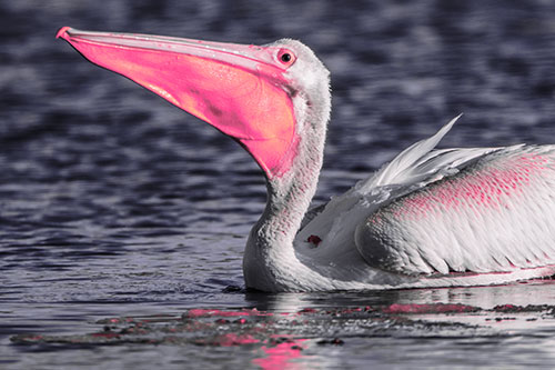 Floating Pelican Swallows Fishy Dinner (Pink Tint Photo)