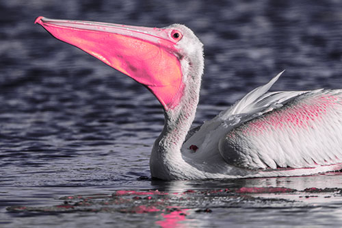 Floating Pelican Swallows Fishy Dinner (Pink Tint)