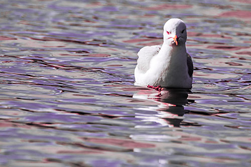 Floating Seagull Making Direct Eye Contact (Pink Tint)