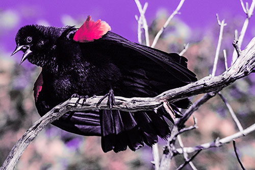 Fluffy Red Winged Blackbird Cawing Among Curving Branch (Pink Tint)