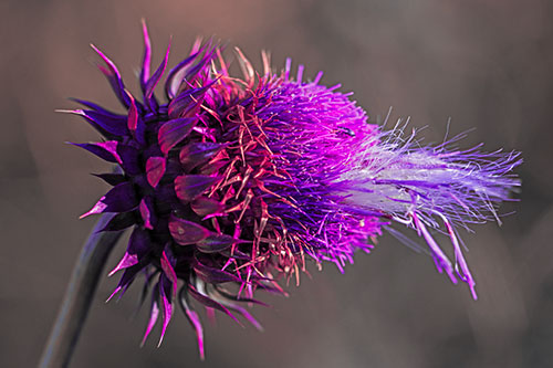 Fluffy Spiked Bug Eyed Thistle Face (Pink Tint Photo)