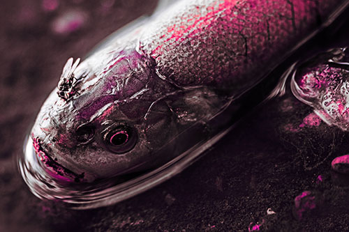Fly Feasts Among Freshwater Whitefish Eyeball (Pink Tint Photo)