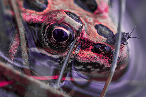 Fly Standing Atop Leopard Frogs Nose (Pink Tint)