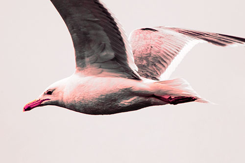 Flying Seagull Close Up During Flight (Pink Tint Photo)