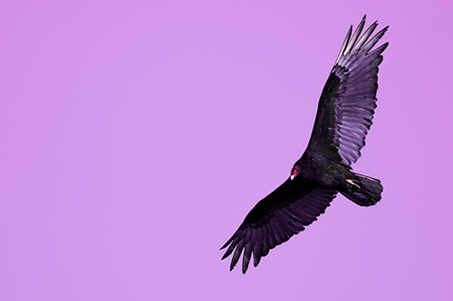 Flying Turkey Vulture Hunts For Food (Pink Tint Photo)