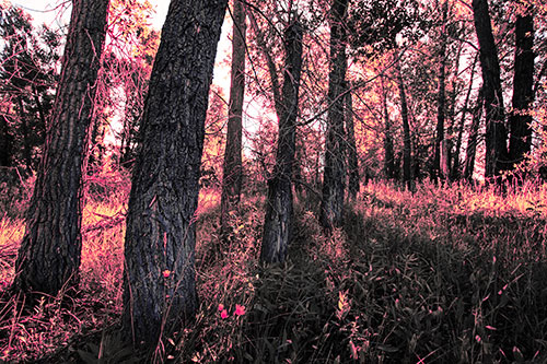 Forest Tree Trunks Blocking Sunlight (Pink Tint Photo)