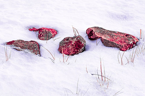 Four Big Rocks Buried In Snow (Pink Tint Photo)