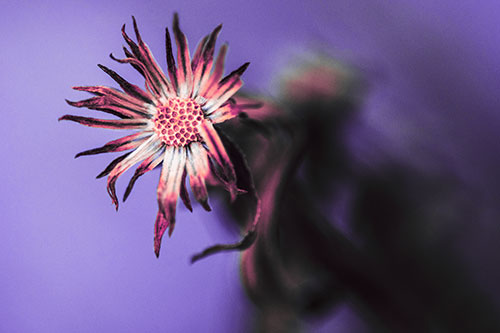Freezing Aster Flower Shaking Among Wind (Pink Tint Photo)