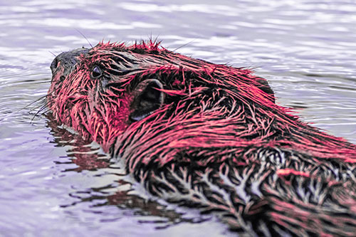 Frightened Beaver Swims Upstream River (Pink Tint)