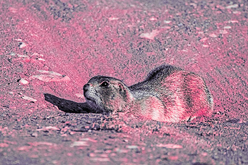 Frightened Russet Ground Squirrel Crouching Atop Dirt Mound (Pink Tint)